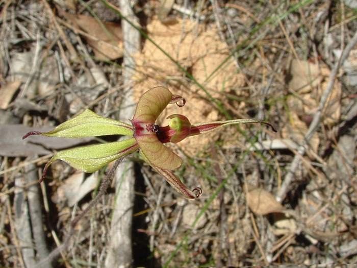 Caladenia - orchidaceae_short_sepelled_spider.JPG